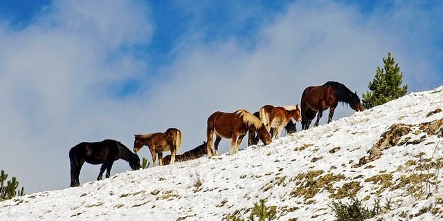 Parco nazionale del Gran Sasso cavalli
